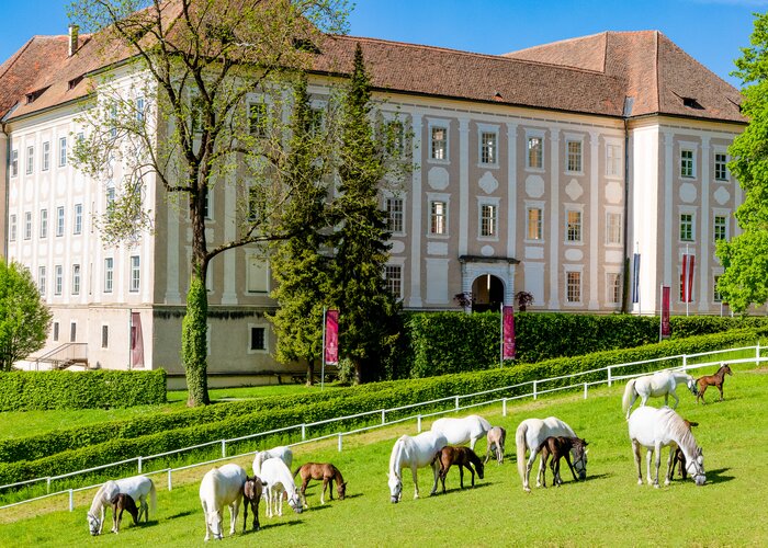 Lipizzanergestüt Piber (c) Region Graz Mias Photoart 7